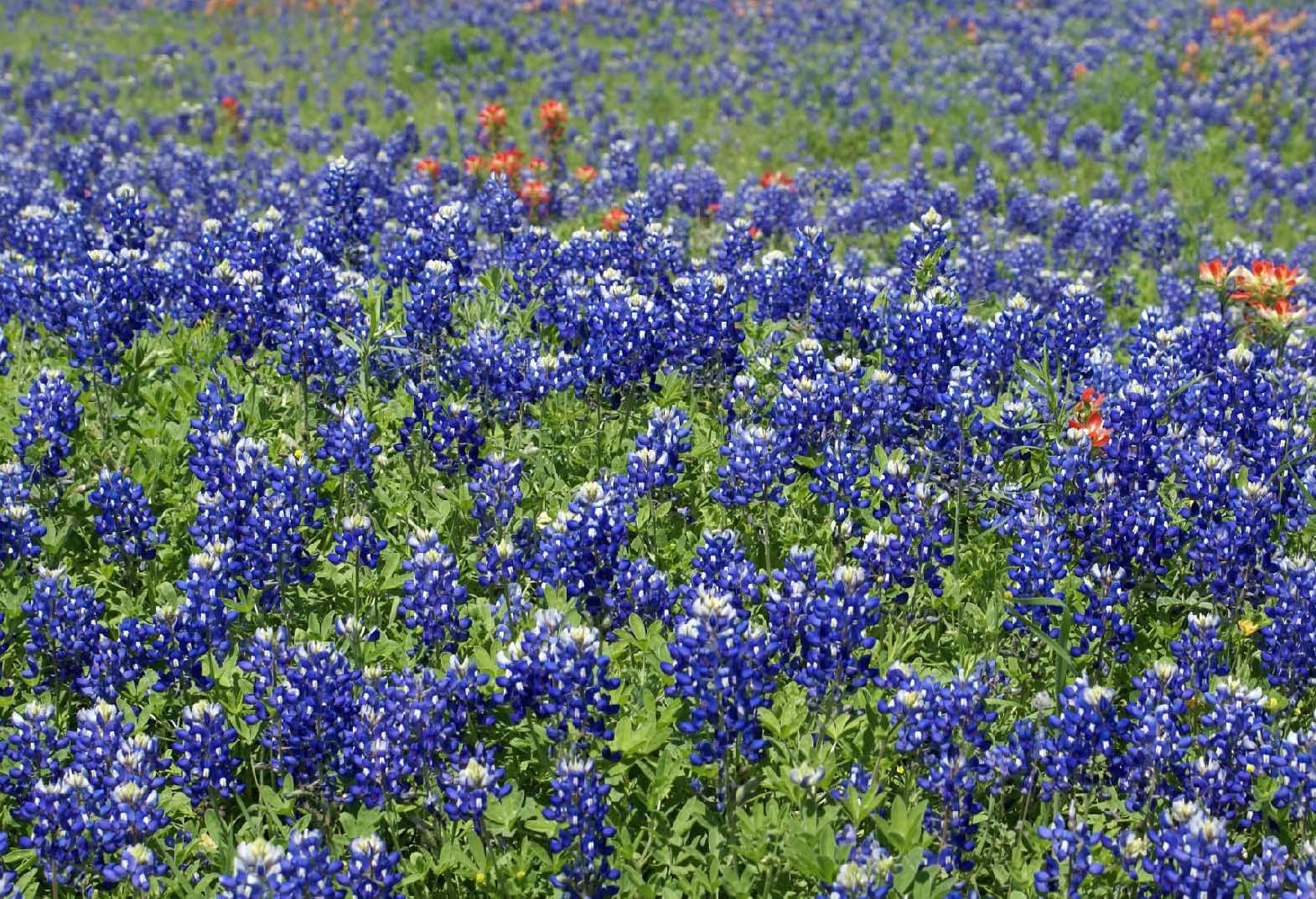 LONESTARLANDSCAPES_Page_03.jpg